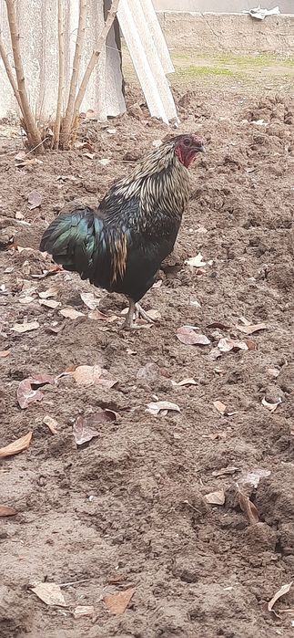 Xoroz sotiladi soglom