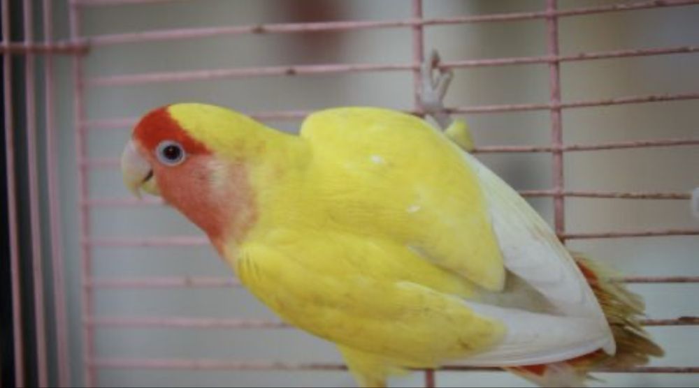 Погугай неразлучники