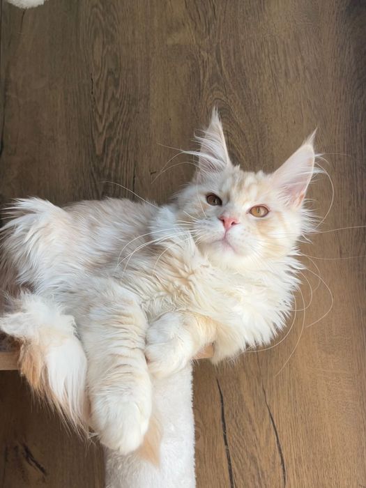 Baietel Maine Coon PEDIGREE Felisa