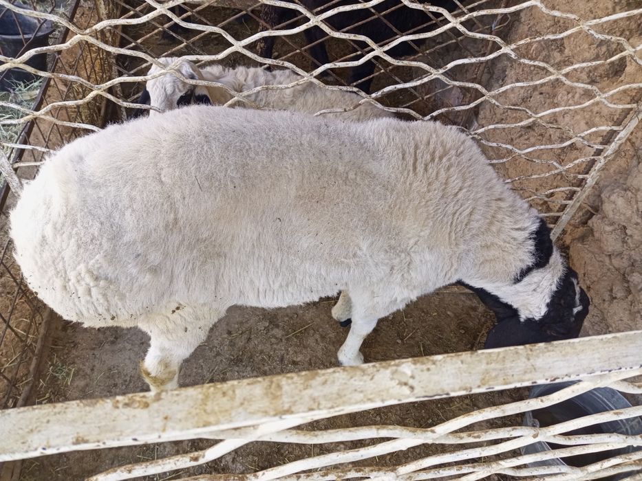 Qo'chqorlar sotiladi