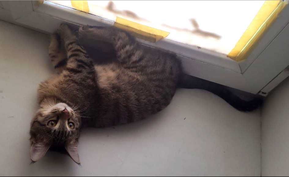 Котенок девочка 4 месяца