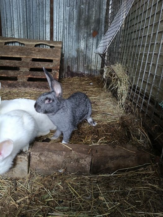 Продам кроликов .