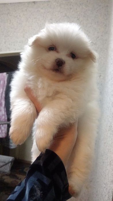 Продается Шинок Шпиц 1.5 месяца мальчик