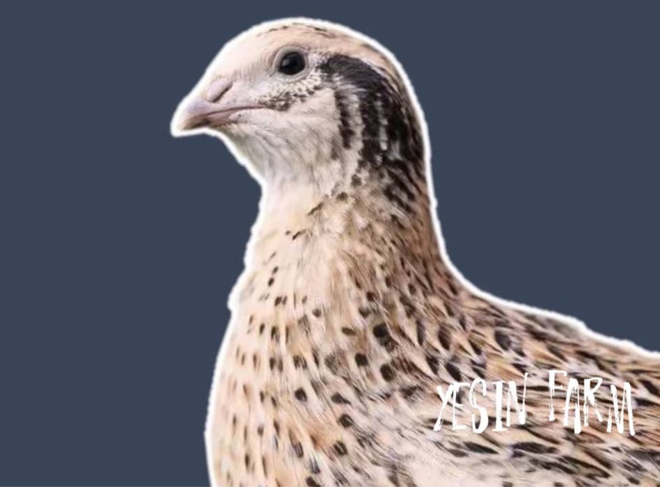 Перепелиные яйца инкубационные порода маньчжур лучшие