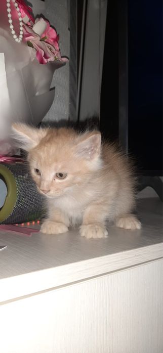 красивые котята в добрые руки