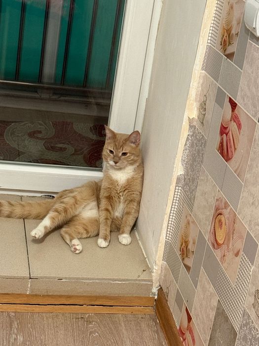 Отдам в хорошие добрые руки