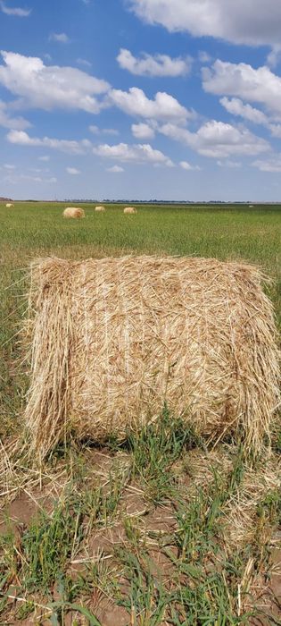 чистый суданка 200-250кг