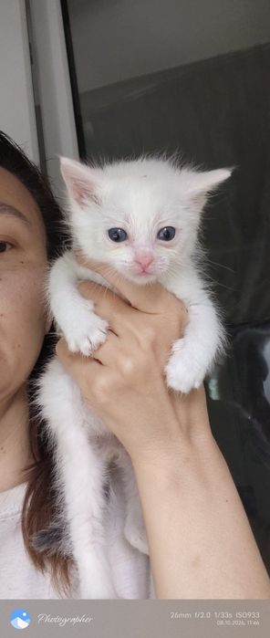 Белый мальчик котенок