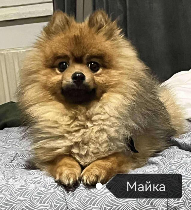 Продавам померан