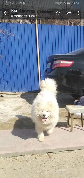 Самоедская Собака