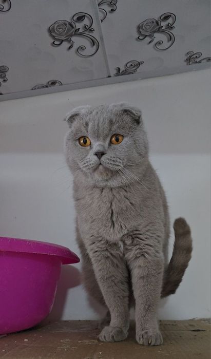Шотландский фолд лиловый девичка хомиладор