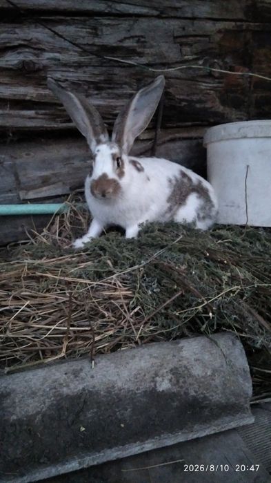 Продам кроликов.