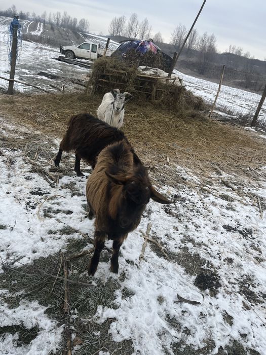 vand țap pret super bun