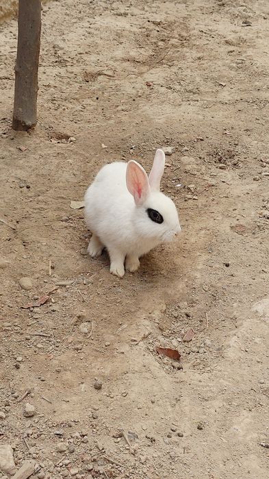 Karlik quyon bolachalari aksiya bob ketdi bolajonlarga ajoyib sovga
Ul