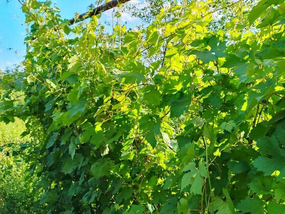 дачный участок с/к Олимпиец