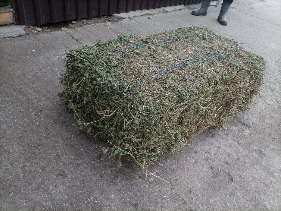 Vând baloți de lucernă