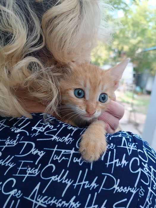 Котёнок ищет добрые руки