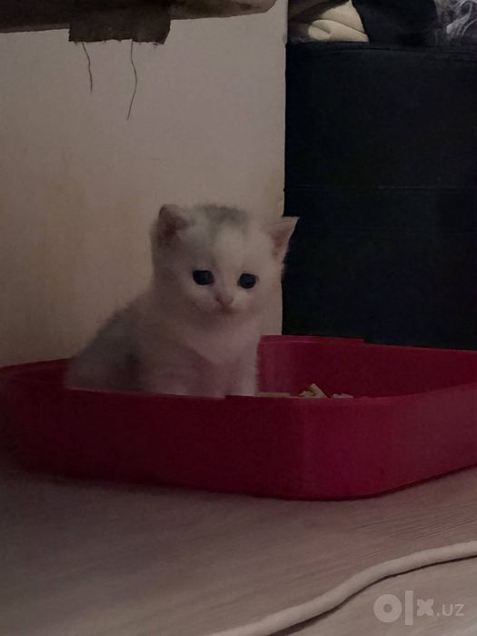 Британская Шиншила Серебро!