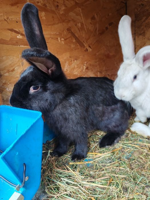 Vând iepure femelă negru