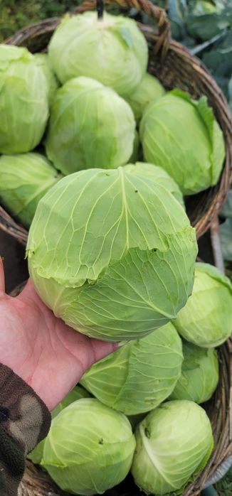 Varză de toamnă de vânzare