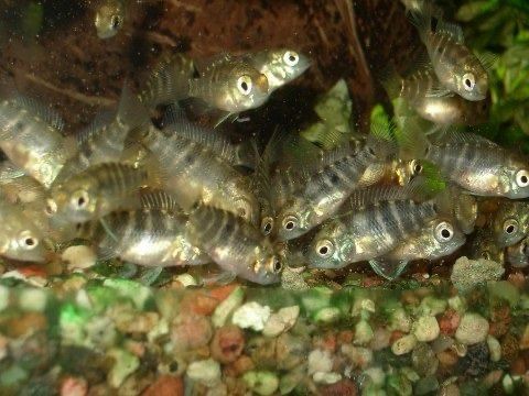 Акара     бирюзовая