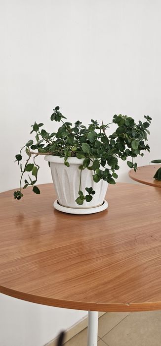 Комнатные цветы.