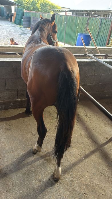 Семіз Құнан откорм ( Лошадь, Тай , Жылкы )