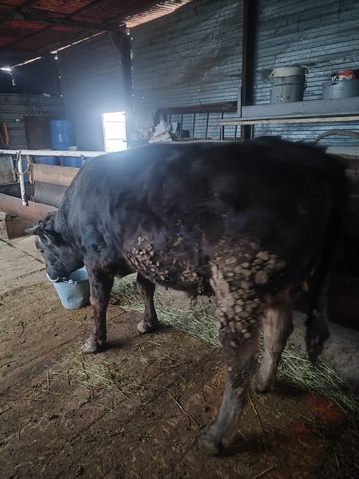 Продам быка стойт на откорме