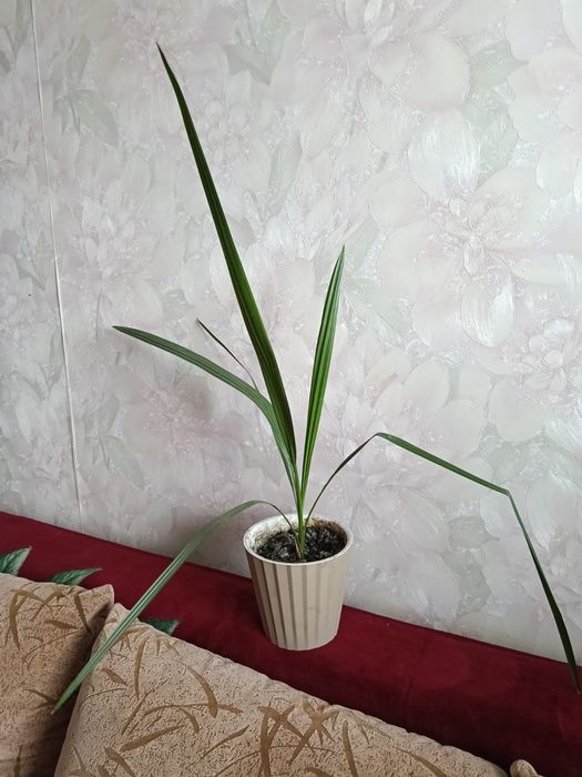 Пальмы финиковые