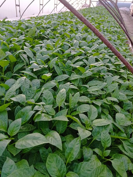 Balgariskiy Qalampir koʻchatlar