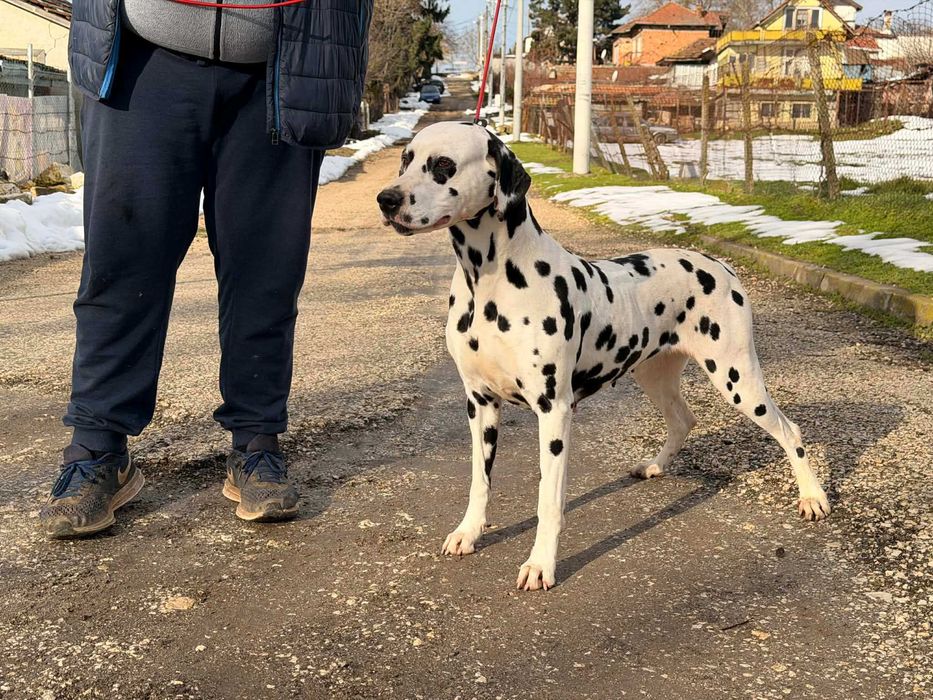 Далматин/Далматинец