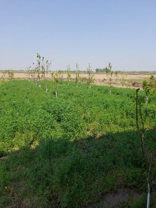 Срочная продажа нового дома в Чиназе