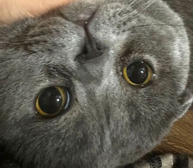 Продается Чистокровный Скотиш Фолд