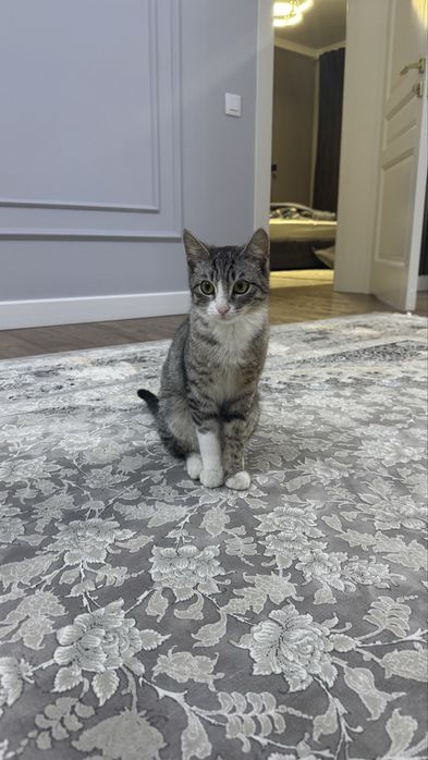 Кот в добрые руки