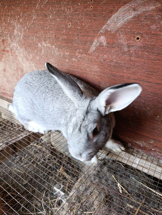 Продаются кролики самка 1 год 290.000 сум самец 7 месяцев 110.000 сум