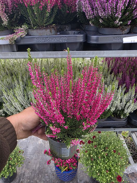 Calluna vulgaris angro