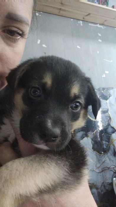 Щенки Срочно Бесплатно!