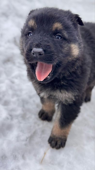 Щенки овчарки ВЕО