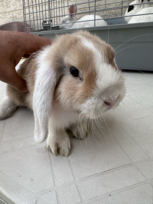 karlik quyonla sotuvda