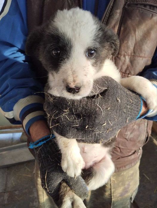 Отдам щенят в добрые руки