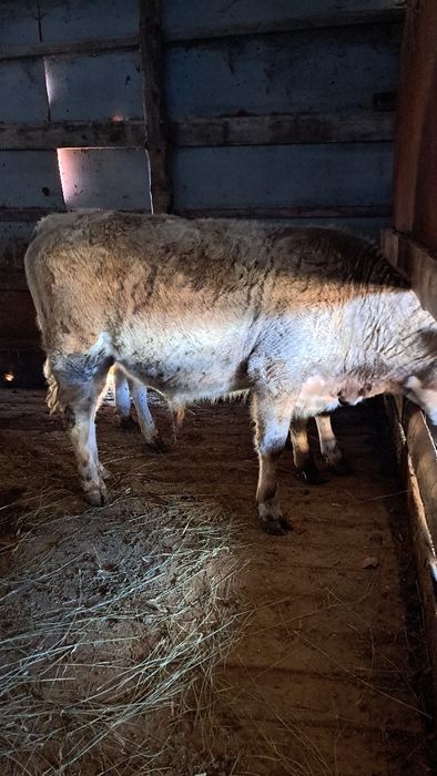 Продам бычок на телку подсосные