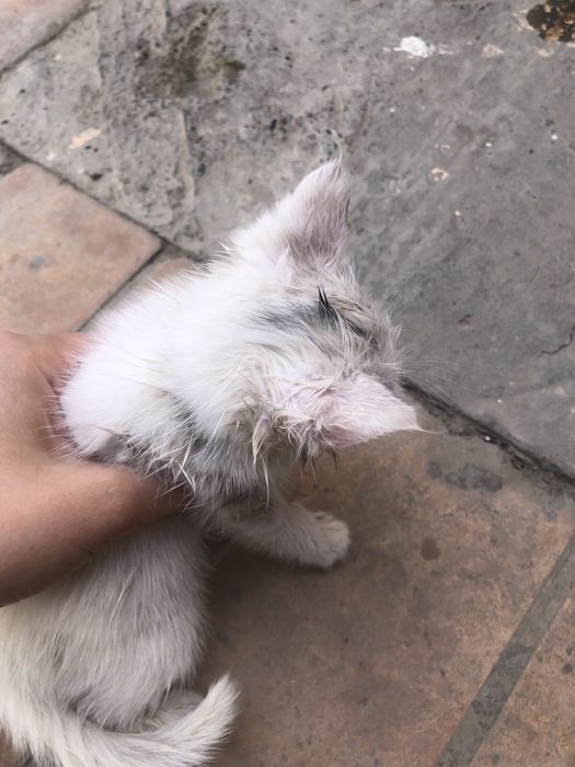 котенки бесплатно