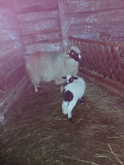 oi cu miei de vanzare