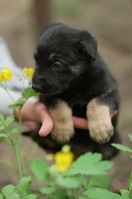 Щенки восточно европейской овчарки