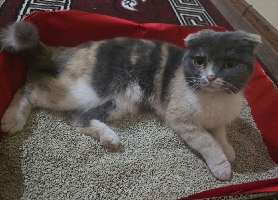 Ismi Nora aqlli mushukcha