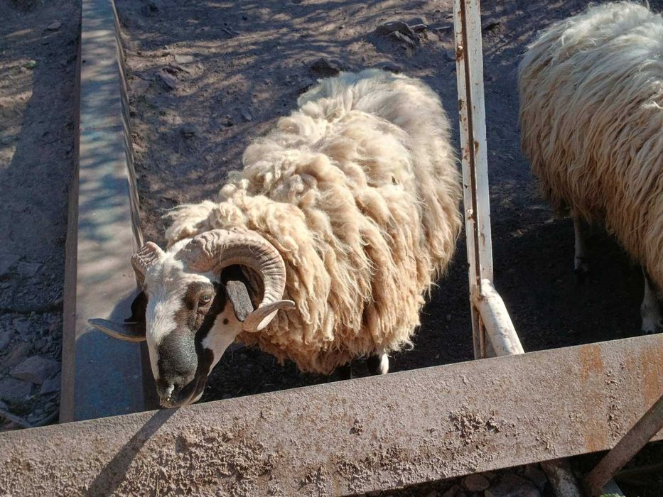 Продавам добре отгледани овце