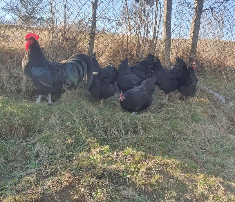 Ouă pentru incubat!