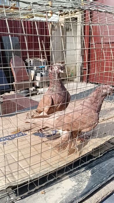 Голуби красные двухчубые