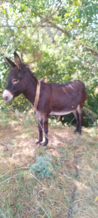 Продам ишачку возраст два года.