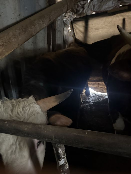 Пробам быка стоит